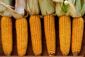 أسعار الذرة الأمريكية تسجل أدنى مستوى في أسبوعين