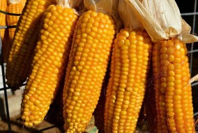 أسعار القمح والذرة ترتفع وفول الصويا تتراجع للمرة الأولى في 4 جلسات