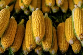 جني أرباح يهبط بأسعار الحبوب