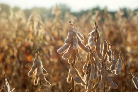 أسواق الحبوب تحت ضغط توقعات وفرة المعروض