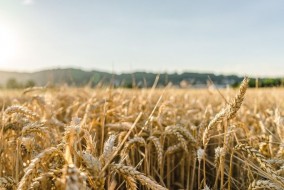 المحاصيل العالمية الكبيرة تهبط بأسعار الحبوب