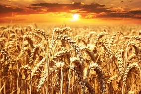 ارتفاع أسعار القمح والذرة وفول الصويا