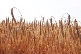 مصر تورد 4 ملايين طن من القمح المحلي