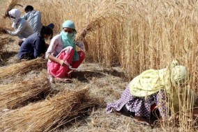 تباطؤ بداية موسم الحصاد يصعد بأسعار القمح