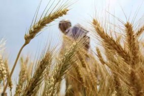 أسعار القمح ترتفع مع تعطل شحنات البحر الأسود