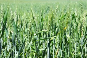 تقييمات أقل من المتوقع للمحاصيل تصعد بأسعار القمح