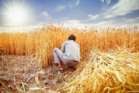 تراجع أسعار صادرات القمح الروسي